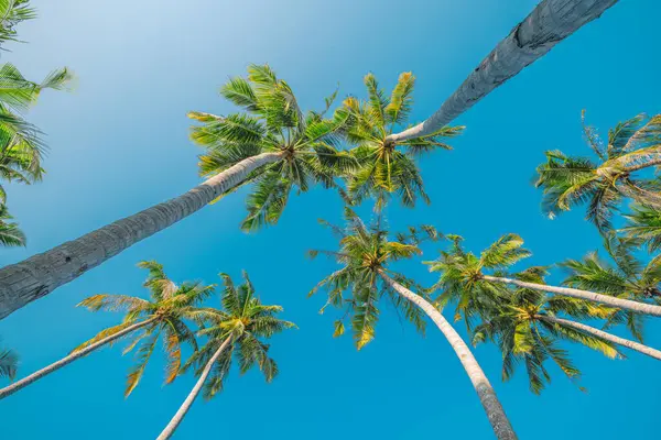 palmiye ağaçları ile mavi gökyüzü arka plan