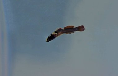 Splechtna 'nın goby balığının nadir bir görüntüsü.