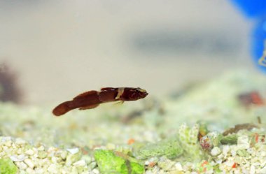 Splechtna 'nın goby balığının nadir bir görüntüsü.