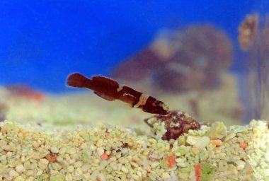 Splechtna 'nın goby balığının nadir bir görüntüsü.