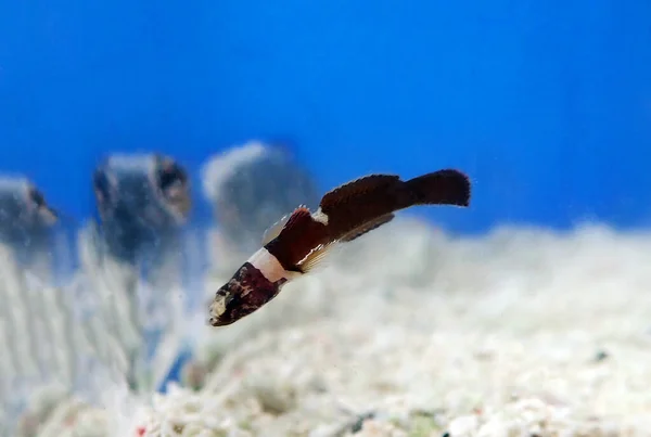 Rare Image Splechtna Goby Fish Didogobius Splechtnai — Φωτογραφία Αρχείου