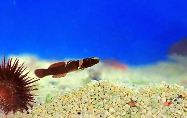 Rare Image Splechtna Goby Fish Didogobius Splechtnai — стокове фото