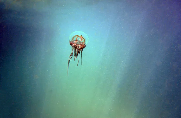 Подводное Фото Медузы Olindias Phosphorica — стоковое фото