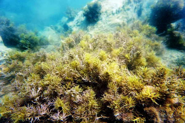 システイラ バカータ システイラ バカータ フク科の褐藻の一種 — ストック写真
