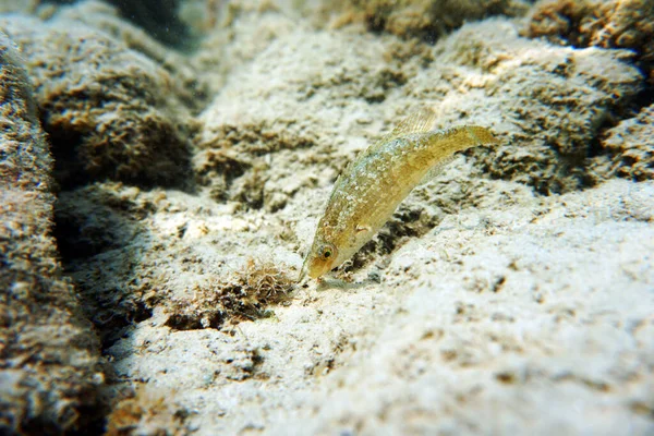 Okellierter Mittelmeer Lippfisch Symphodus Ocellatus — Stockfoto