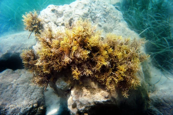 システイラ バカータ システイラ バカータ フク科の褐藻の一種 — ストック写真