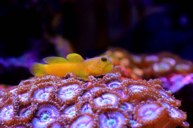 Sarı karides-goby - (Cryptocentrus cinctus)