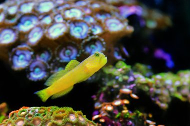 Sarı karides-goby - (Cryptocentrus cinctus)