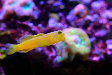 Sarı karides-goby - (Cryptocentrus cinctus)