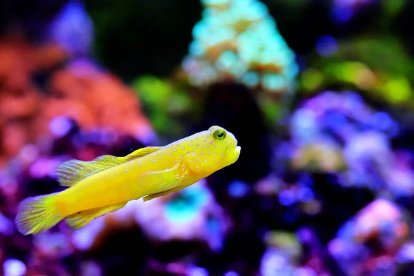 Жовті Годинники Гобойська Риба Cryptocentrus Cinctus — стокове фото