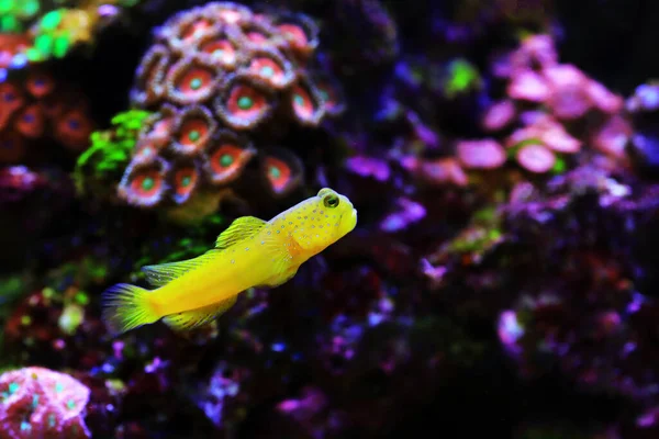 Yellow Watchmen Goby Fish Cryptocentrus Cinctus — Stock Photo, Image