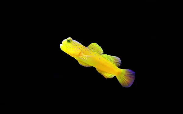 Ikan Goby Penjaga Kuning Cryptocentrus Cinctus — Stok Foto