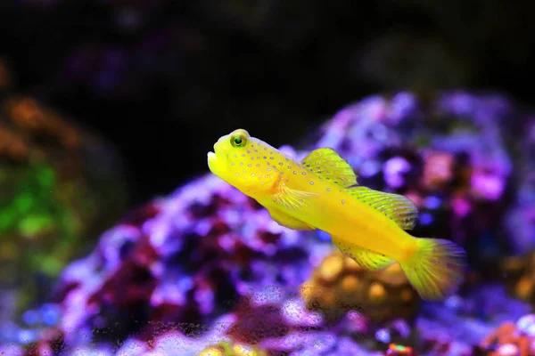 Желтые Сторожевые Рыбки Cryptocentrus Cinctus — стоковое фото