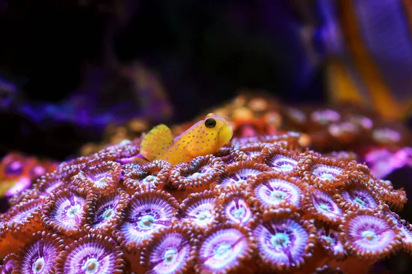 Żółci Strażnicy Goby Fish Cryptocentrus Cinctus — Zdjęcie stockowe