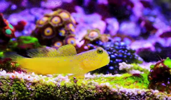 Желтые Сторожевые Рыбки Cryptocentrus Cinctus — стоковое фото