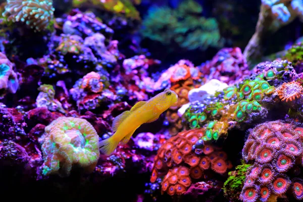 stock image Yellow prawn-goby - (Cryptocentrus cinctus)