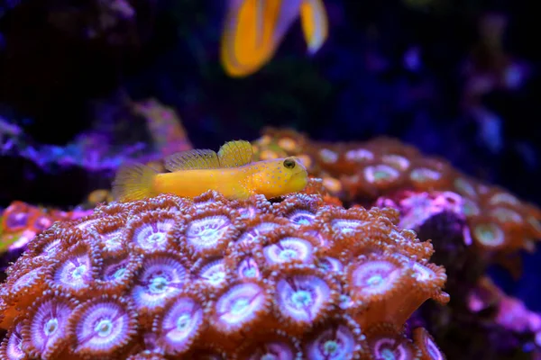 Γαρίδες Κίτρινες Cryptocentrus Cinctus — Φωτογραφία Αρχείου