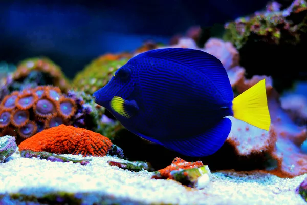 Фіолетовий Танг Або Жовтохвіст Zebrasoma Xanthurum — стокове фото