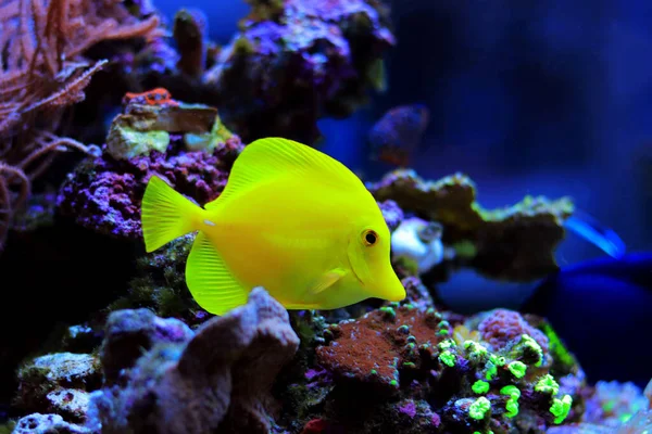 Zemrasoma Yellow Tang Fish — 스톡 사진