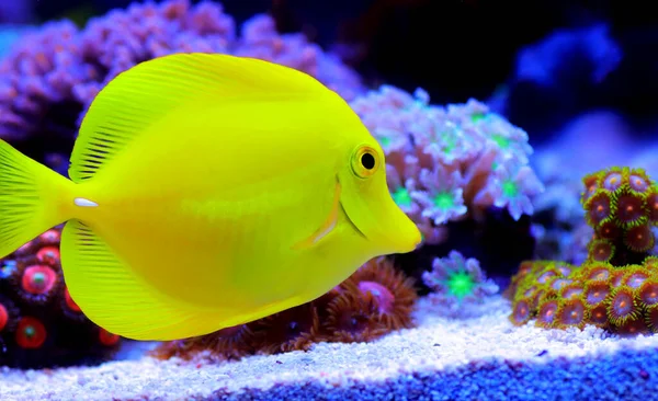 Zemrasoma Żółta Ryba Tang — Zdjęcie stockowe