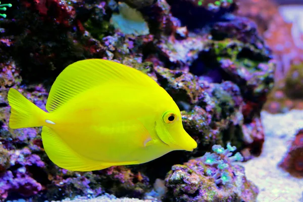 Zemrasoma Sarı Tang Balığı — Stok fotoğraf