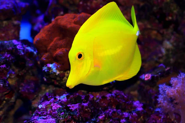 ゼブラソマ黄唐魚 — ストック写真