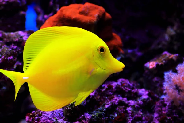 Zemrasoma Yellow Tang Fish — Stock Photo, Image