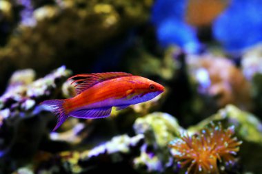 Carpenter 's Flasher Wrasse - (Paracheilinus marangozu) 
