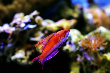 Carpenter 's Flasher Wrasse - (Paracheilinus marangozu) 