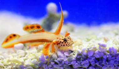 Yanan Spike-fin Goby - Discordipinna griessingeri