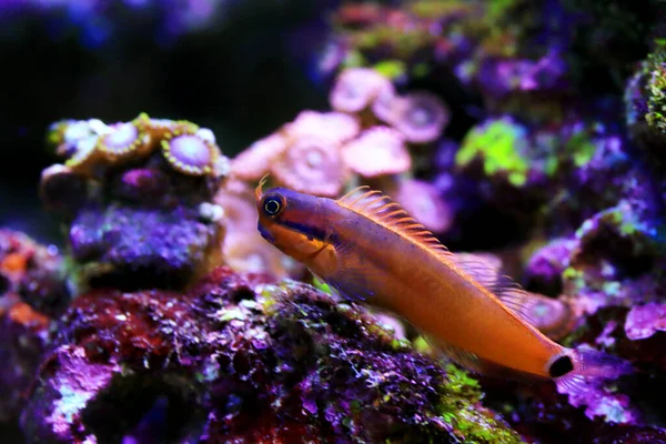 Tail Spot Bleeny Fish Ecsenius Stigmatura — Stockfoto
