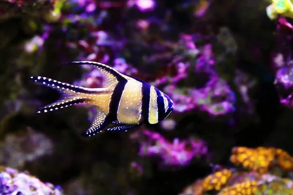 Pesce Cardinale Banggai Pterapogon Kauderni — Foto Stock