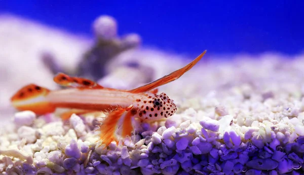 Spike Fin Flaming Goby Discordipinna Griessingeri — Stock Photo, Image