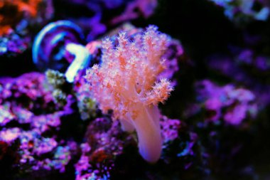 Nephthea pink soft coral - Nephtheidae sp.