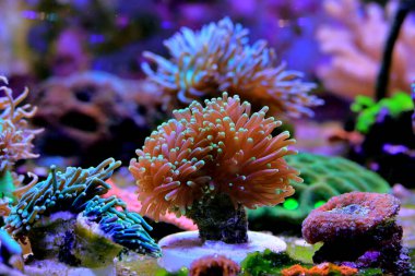 Euphyllia mercanları, ev resif akvaryumunda çok popüler olan çoklu taşlı mercanlardır.