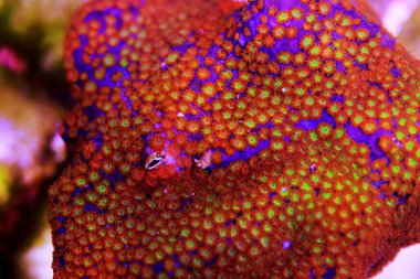 Montipora mercan polipleri fotoğrafçılık