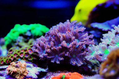 Clavularia karanfil polipleri - Clavularidae spp.