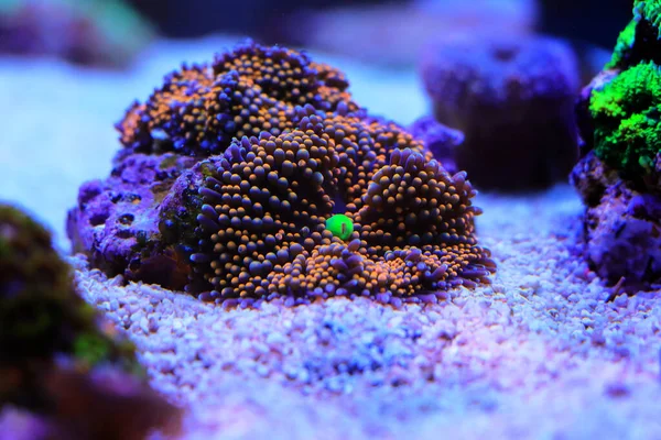 Orange Ricordea Florida Mushroom Soft Coral — Stock Photo, Image