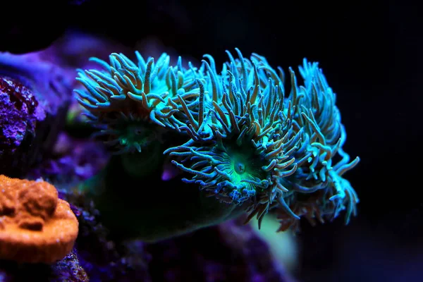 Colony Duncan Lps Coral Duncanopsammia Axifuga — 스톡 사진
