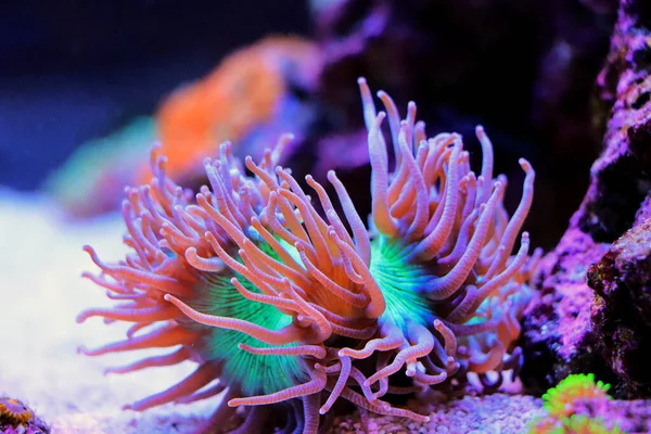 Een Van Beste Grote Steenkoralen Voor Rif Aquarium Tanks Elegance — Stockfoto