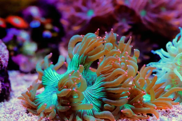 Uno Dei Migliori Grandi Coralli Pietra Acquari Barriera Eleganza Corallo — Foto Stock
