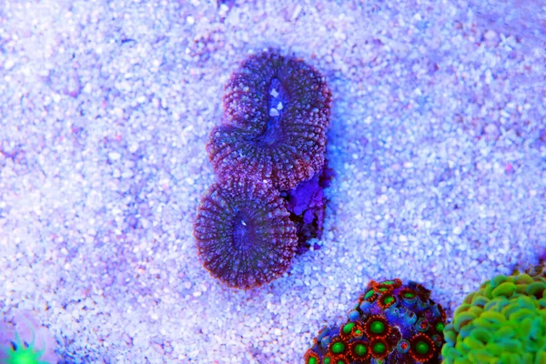特写镜头下色彩斑斓的大石珊瑚 — 图库照片