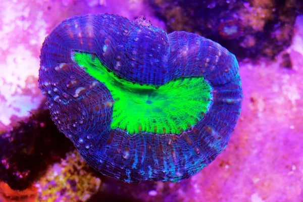녹색식물 클로즈업 장면에 커다란 돌산호 — 스톡 사진