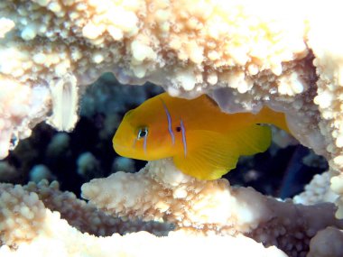 Suyun altındaki dinginlik, Citron Coralgoby balığıyla Kızıl Deniz 'de.)