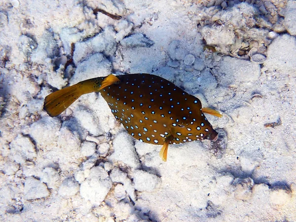 Sarı Kutu Balığı Ostracion Kübikumu — Stok fotoğraf