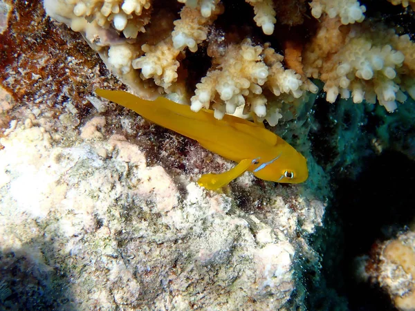 Suyun Altındaki Dinginlik Citron Coralgoby Balığıyla Kızıl Deniz — Stok fotoğraf