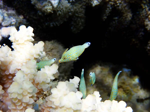 Harlequin Filefish Oxymonacanthus Longirostris Underwater Serenity Scene Red Sea Egypt — Stock Photo, Image