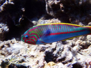Beşlik (Thalassoma quevittatum), Mısır 'da Kızıldeniz' e sualtı sahnesi
