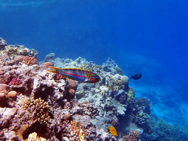 Der Fünfreifer Lippfisch Thalassoma Quinquevittatum Auch Als Rotband Lippfisch Bekannt — Stockfoto