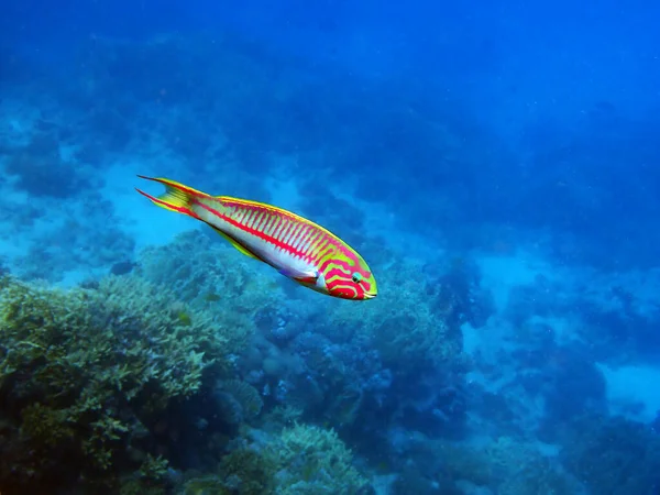 Огненная Змея Thalassoma Quinquevittatum Подводная Сцена Красном Море Египет — стоковое фото